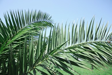 Photo of Beautiful green tropical leaves against blue sky, closeup