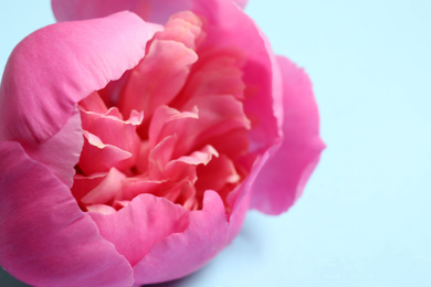 Photo of Beautiful pink peony on light blue background, closeup