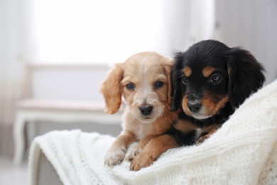 Photo of Cute English Cocker Spaniel puppies on sofa indoors. Space for text