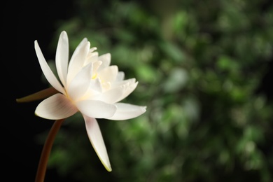 Photo of Beautiful white lotus flower and blurred green plant on background. Space for text