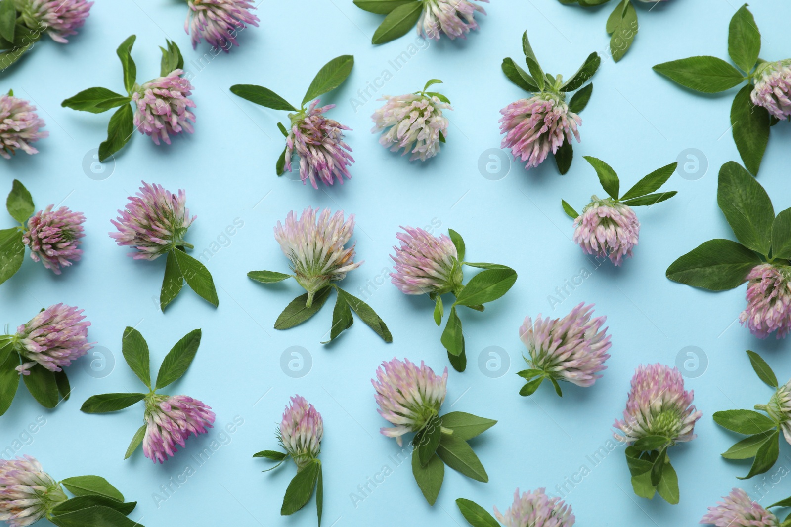 Photo of Beautiful clover flowers with green leaves on light blue background, flat lay