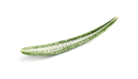 Photo of Fresh rosemary on white background