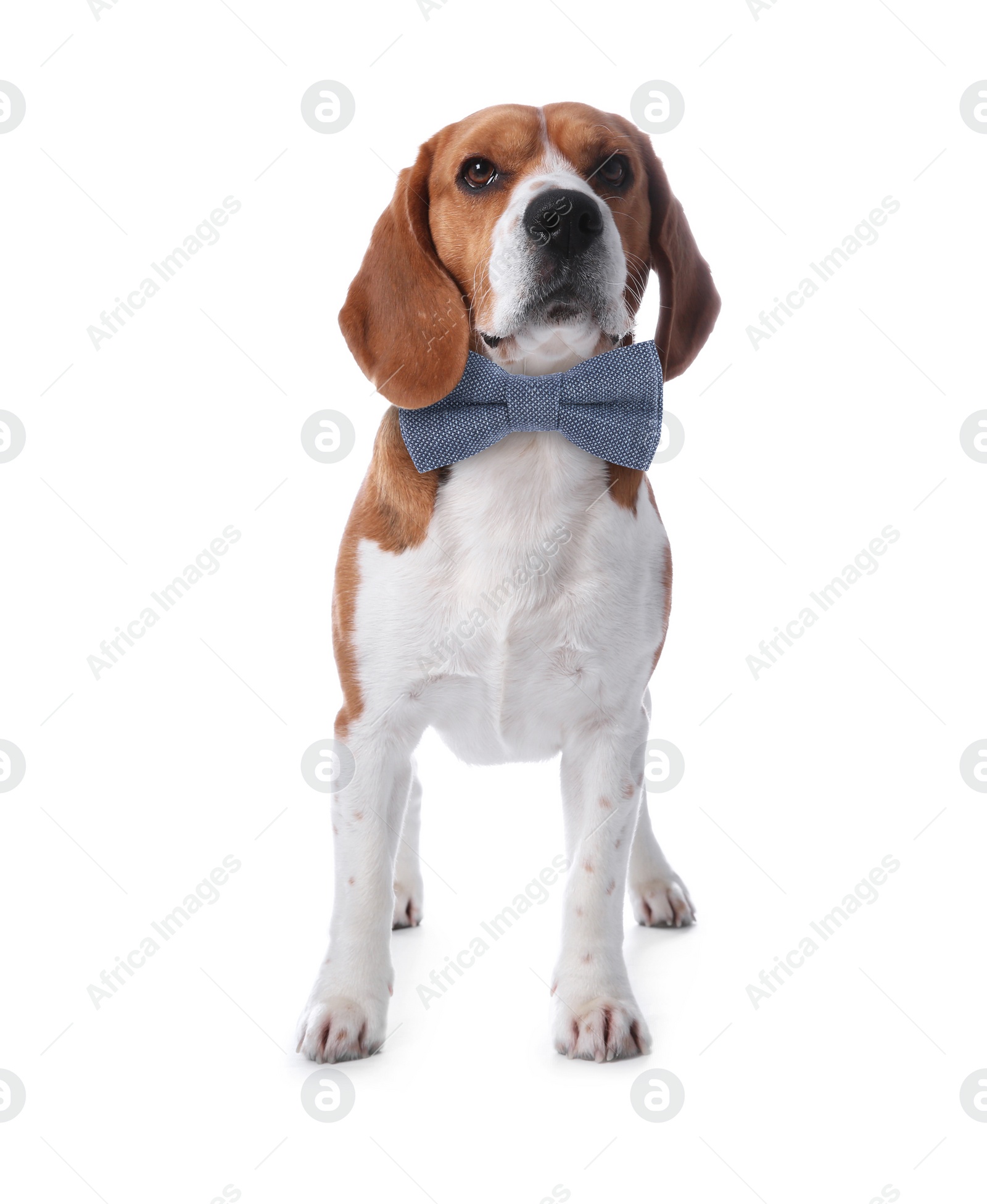 Image of Adorable beagle with bow tie on white background