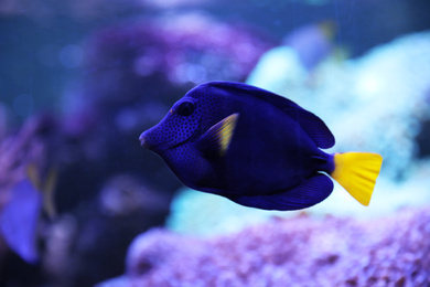 Photo of Beautiful blue surgeonfish swimming in clear aquarium