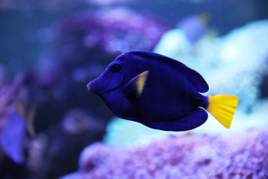 Beautiful blue surgeonfish swimming in clear aquarium