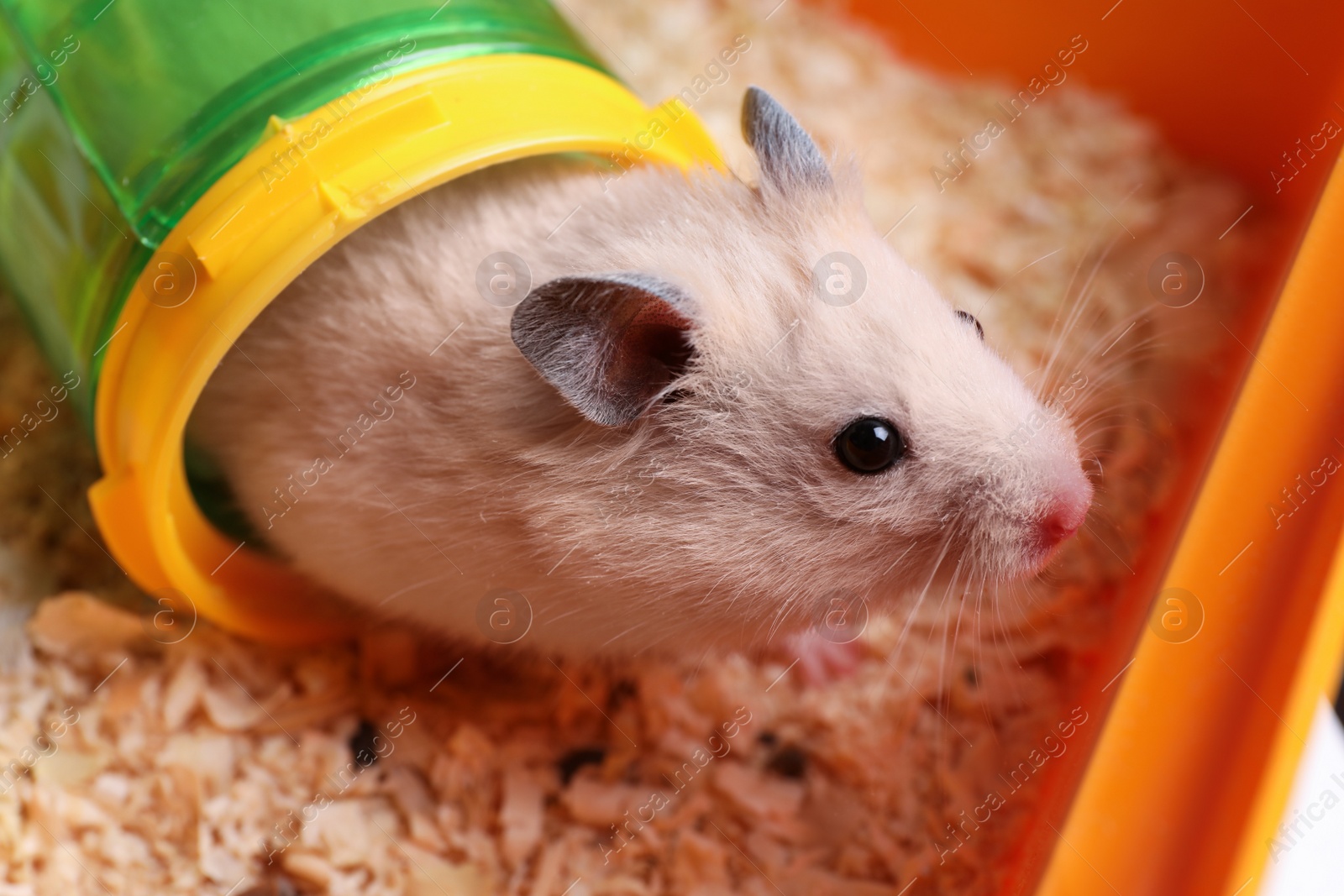 Photo of Cute little hamster looking out of tunnel in tray, closeup