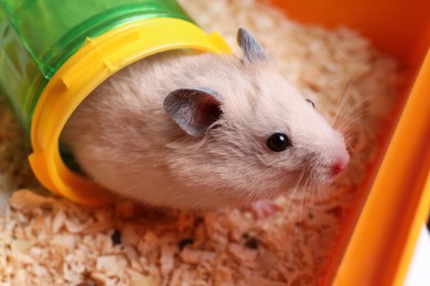 Photo of Cute little hamster looking out of tunnel in tray, closeup
