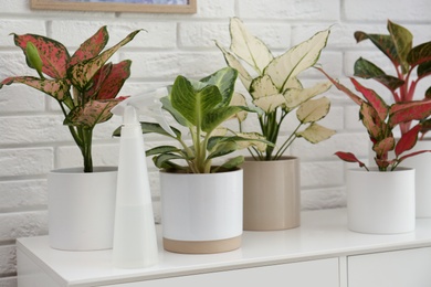 Photo of Exotic houseplants with beautiful leaves and spray bottle on cabinet near white brick wall indoors