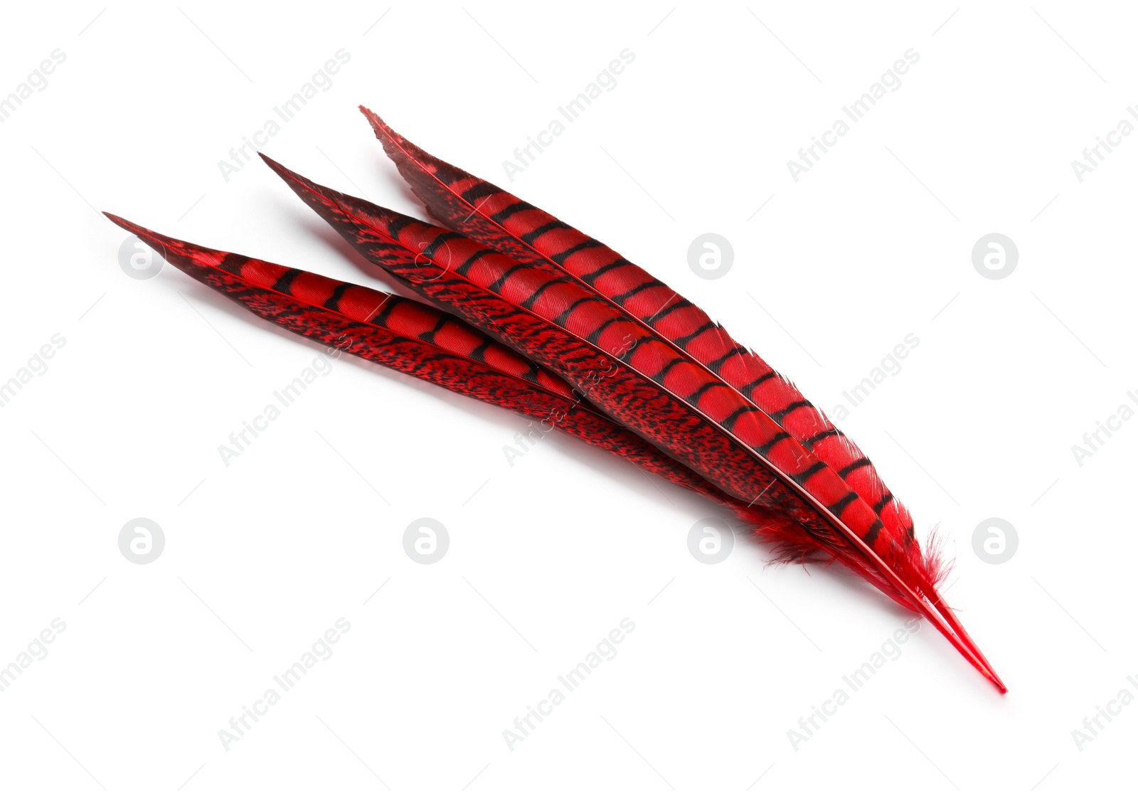 Photo of Beautiful red bird feathers on white background