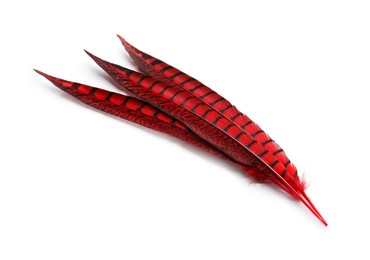 Photo of Beautiful red bird feathers on white background