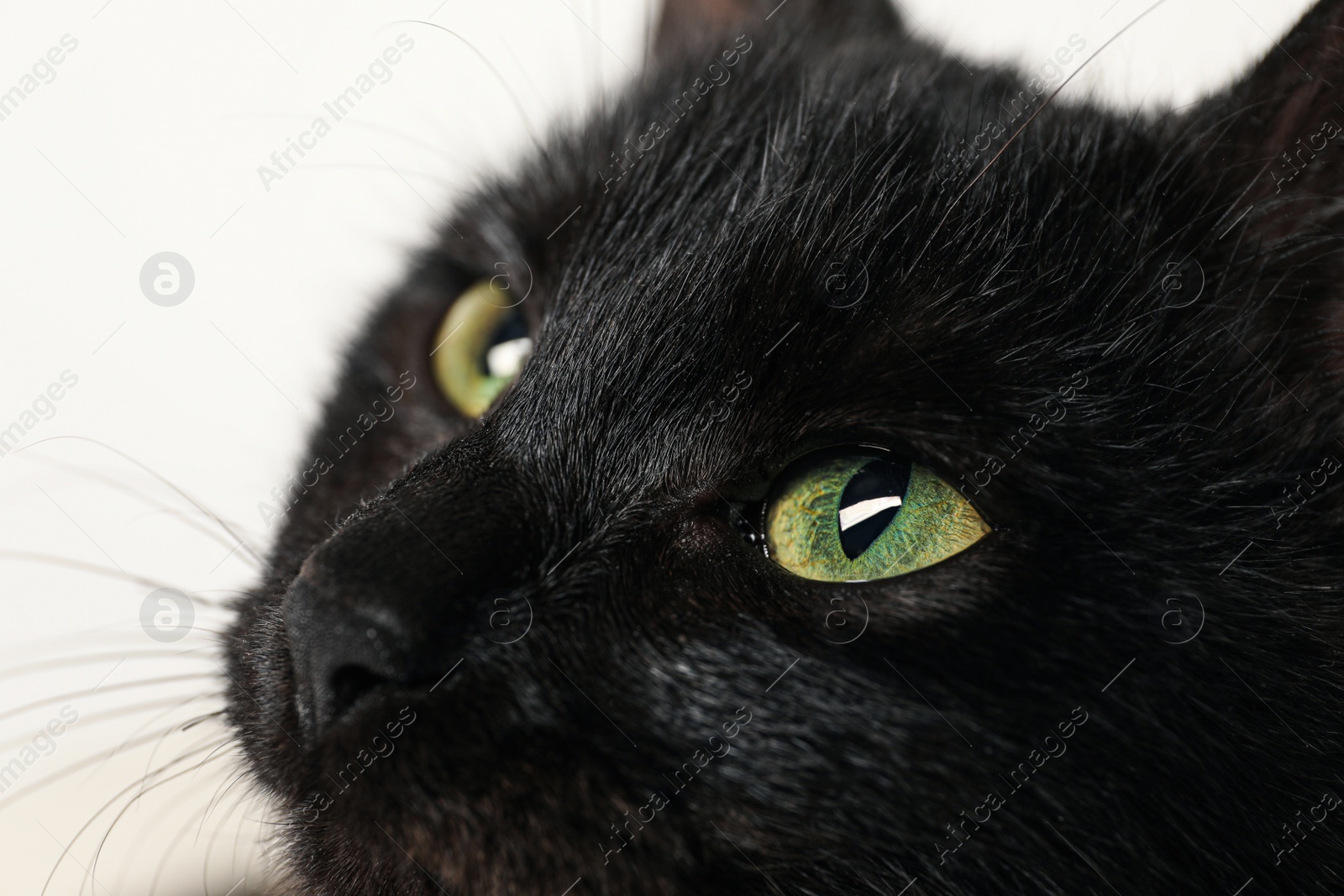 Photo of Adorable black cat with beautiful eyes on white background, closeup