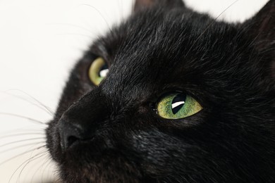 Adorable black cat with beautiful eyes on white background, closeup