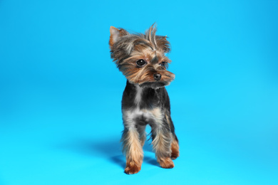 Cute Yorkshire terrier dog on light blue background