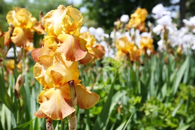 Beautiful bright iris in garden, closeup with space for text. Spring flowers