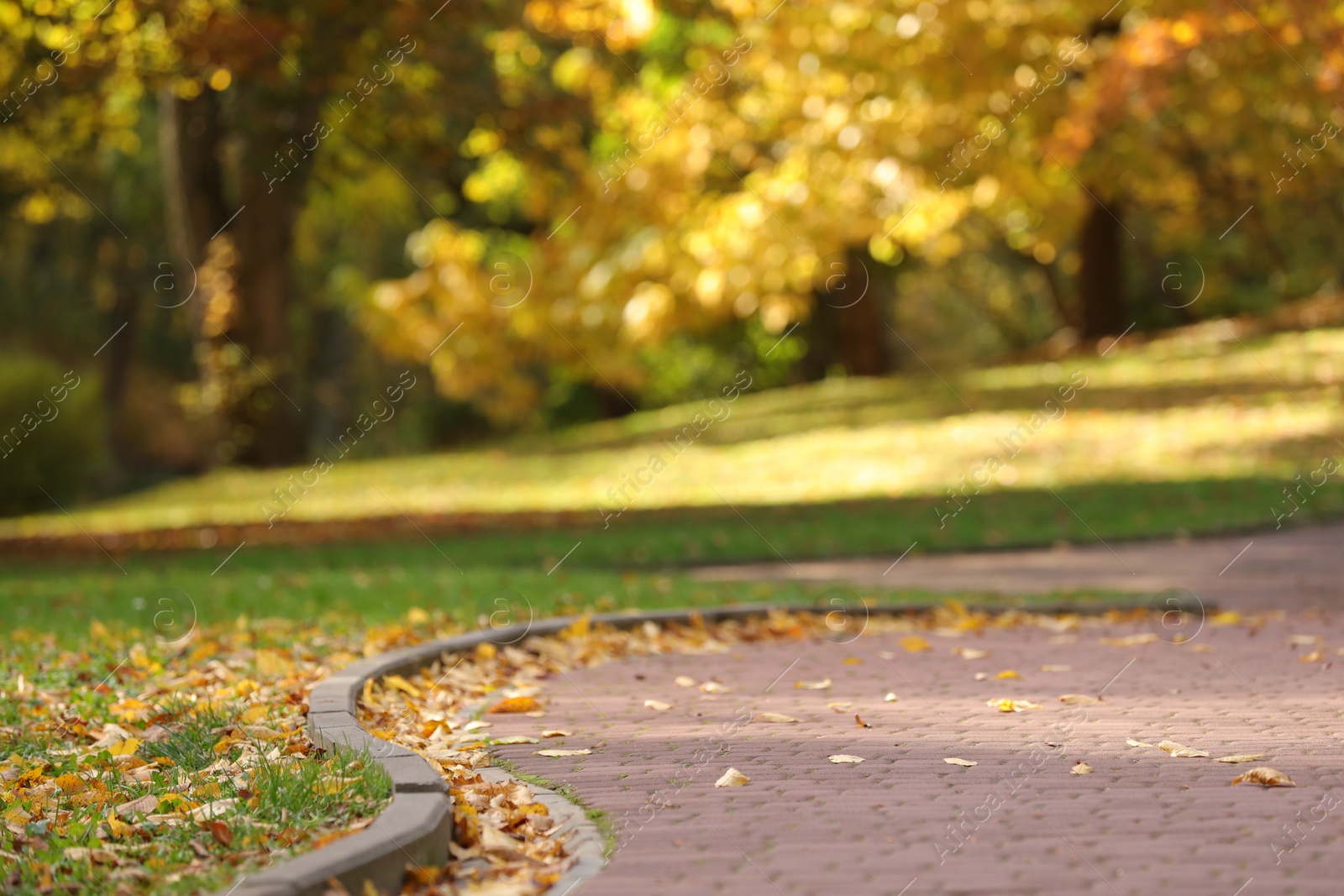 Photo of Picturesque view of autumn park with fallen leaves and paved road, space for text