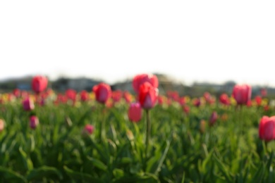 Blurred view of field with fresh beautiful spring flowers on sunny day