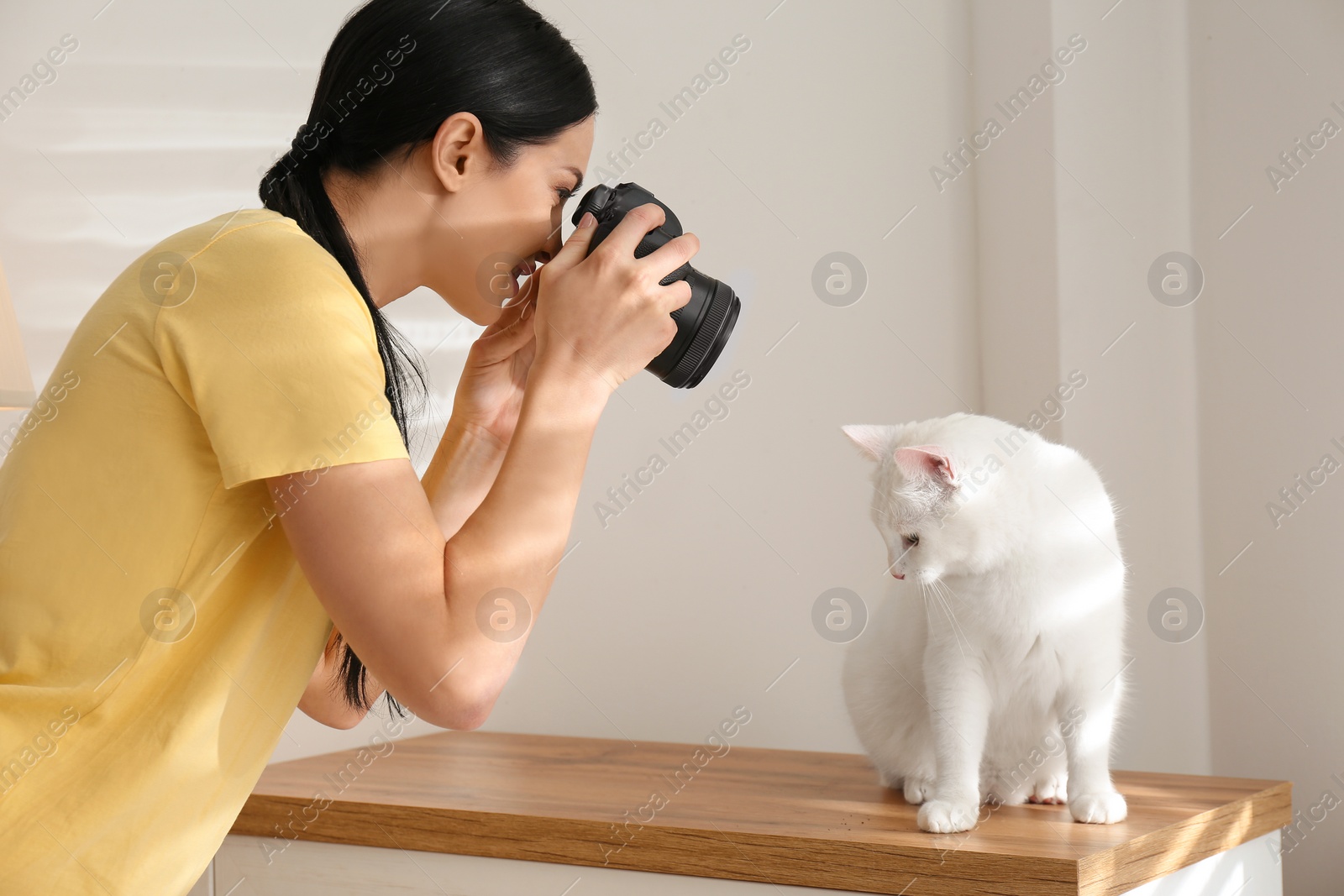 Photo of Professional animal photographer taking picture of beautiful white cat indoors