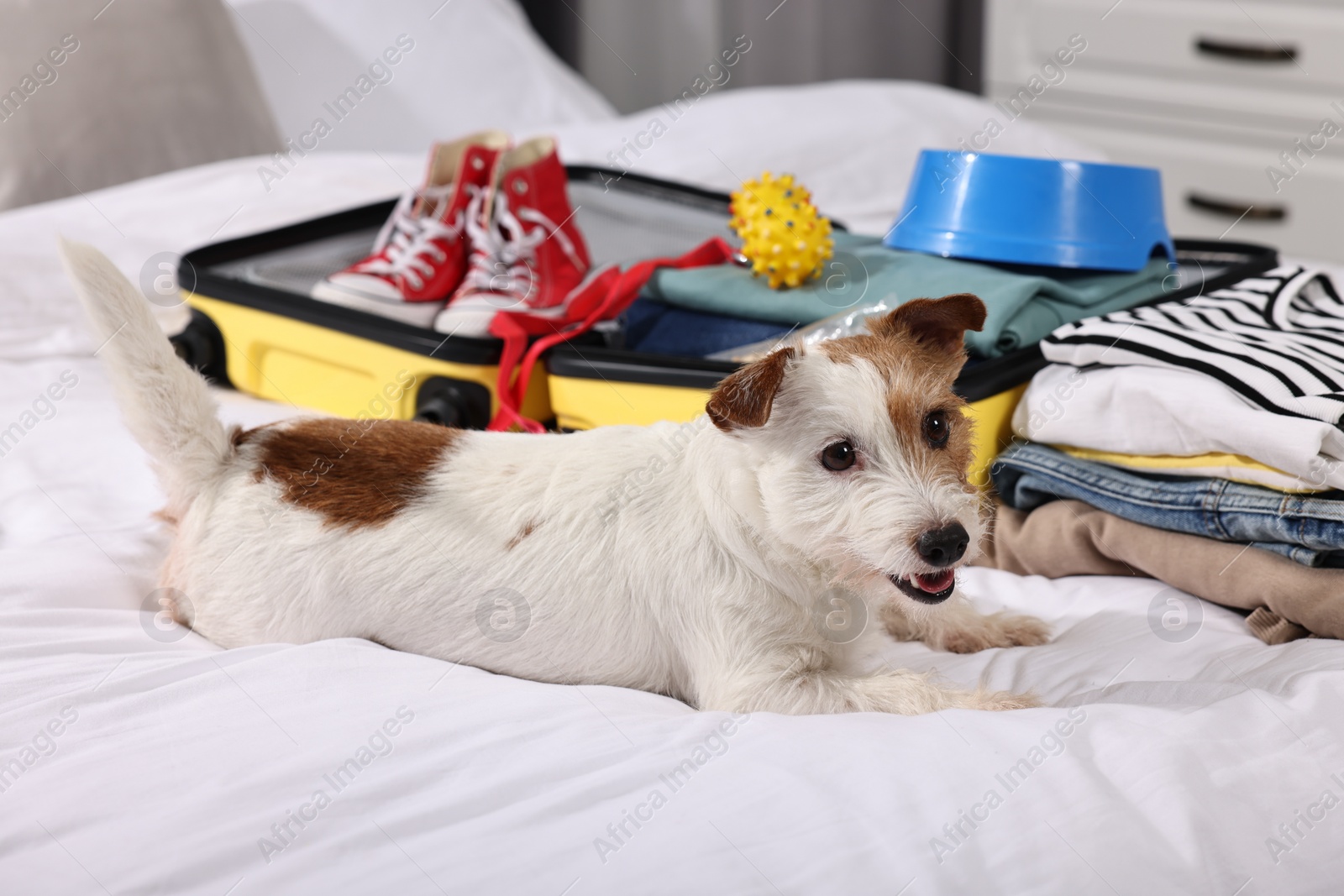 Photo of Travel with pet. Dog, clothes and suitcase on bed indoors