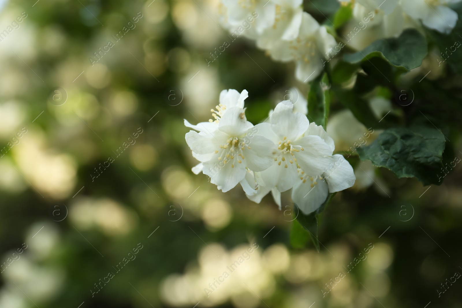 Photo of Beautiful blooming white jasmine shrub outdoors, closeup. Space for text