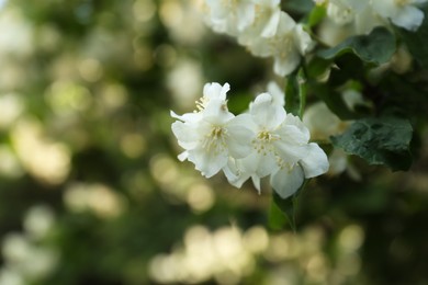 Beautiful blooming white jasmine shrub outdoors, closeup. Space for text
