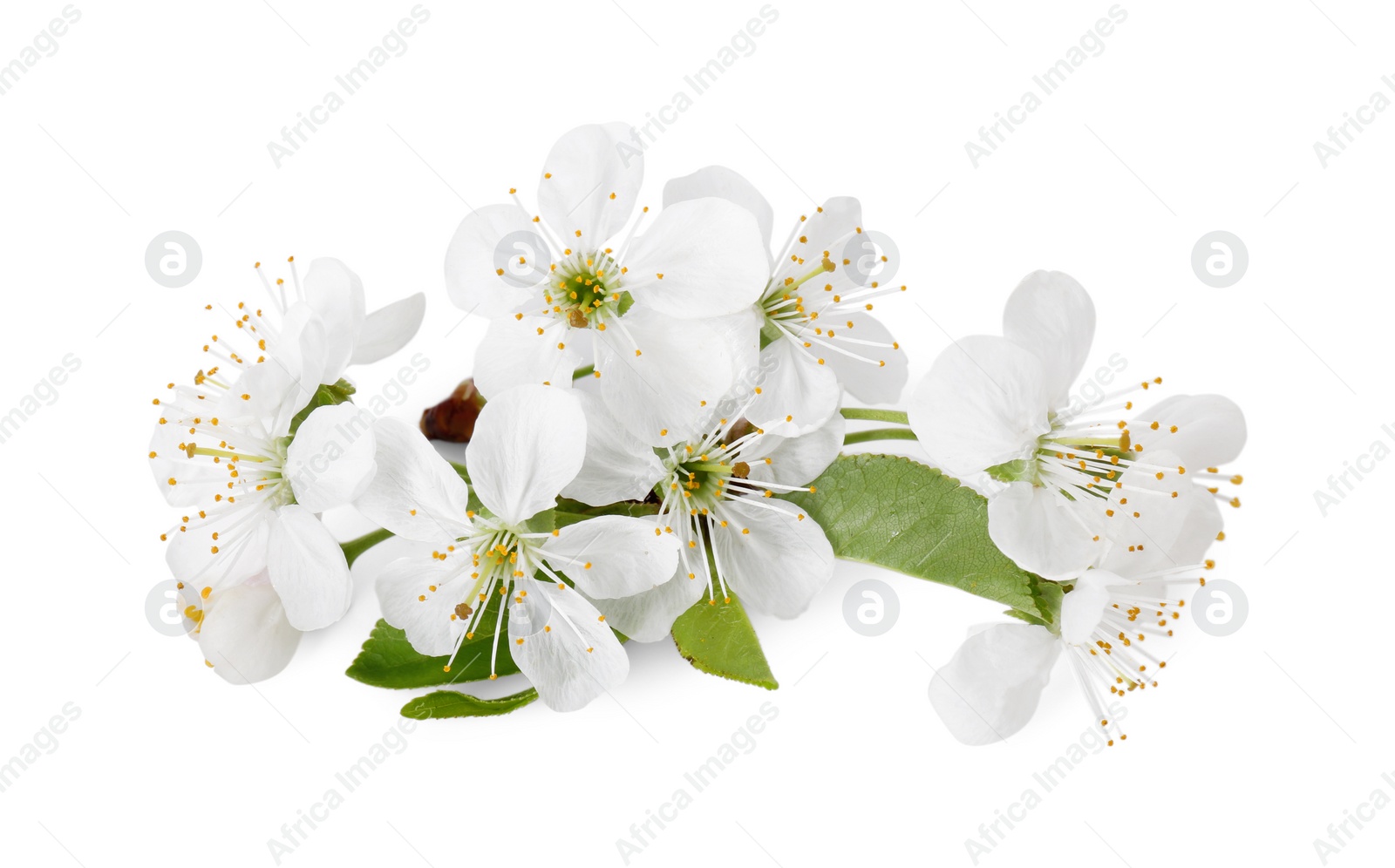 Photo of Beautiful spring blossoms with leaves isolated on white