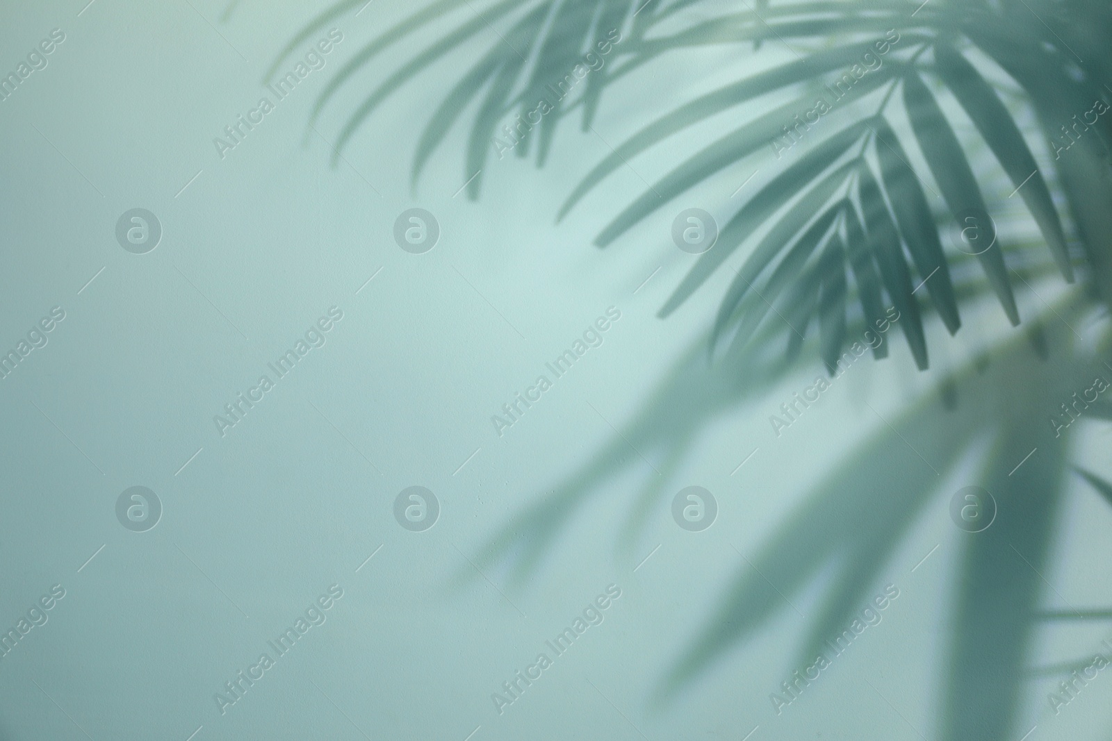 Photo of Shadow of tropical plant leaves on light background, space for text