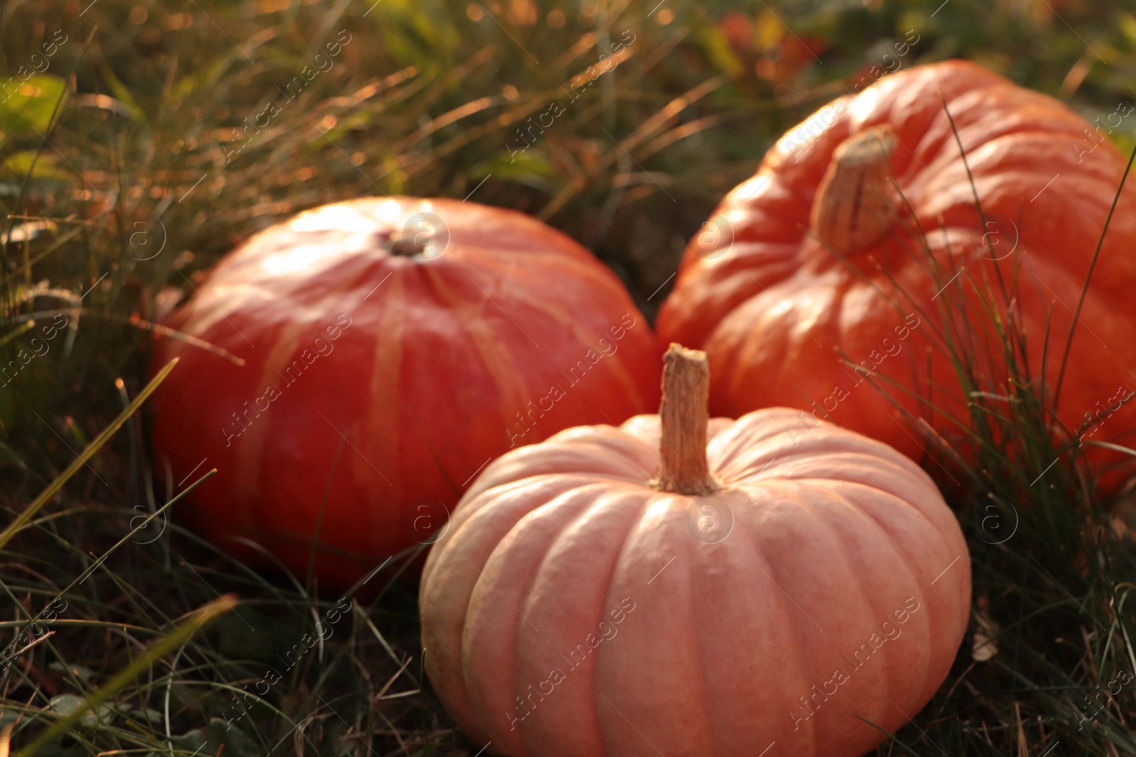 Photo of Whole ripe pumpkins among green grass outdoors