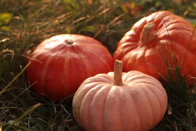 Whole ripe pumpkins among green grass outdoors