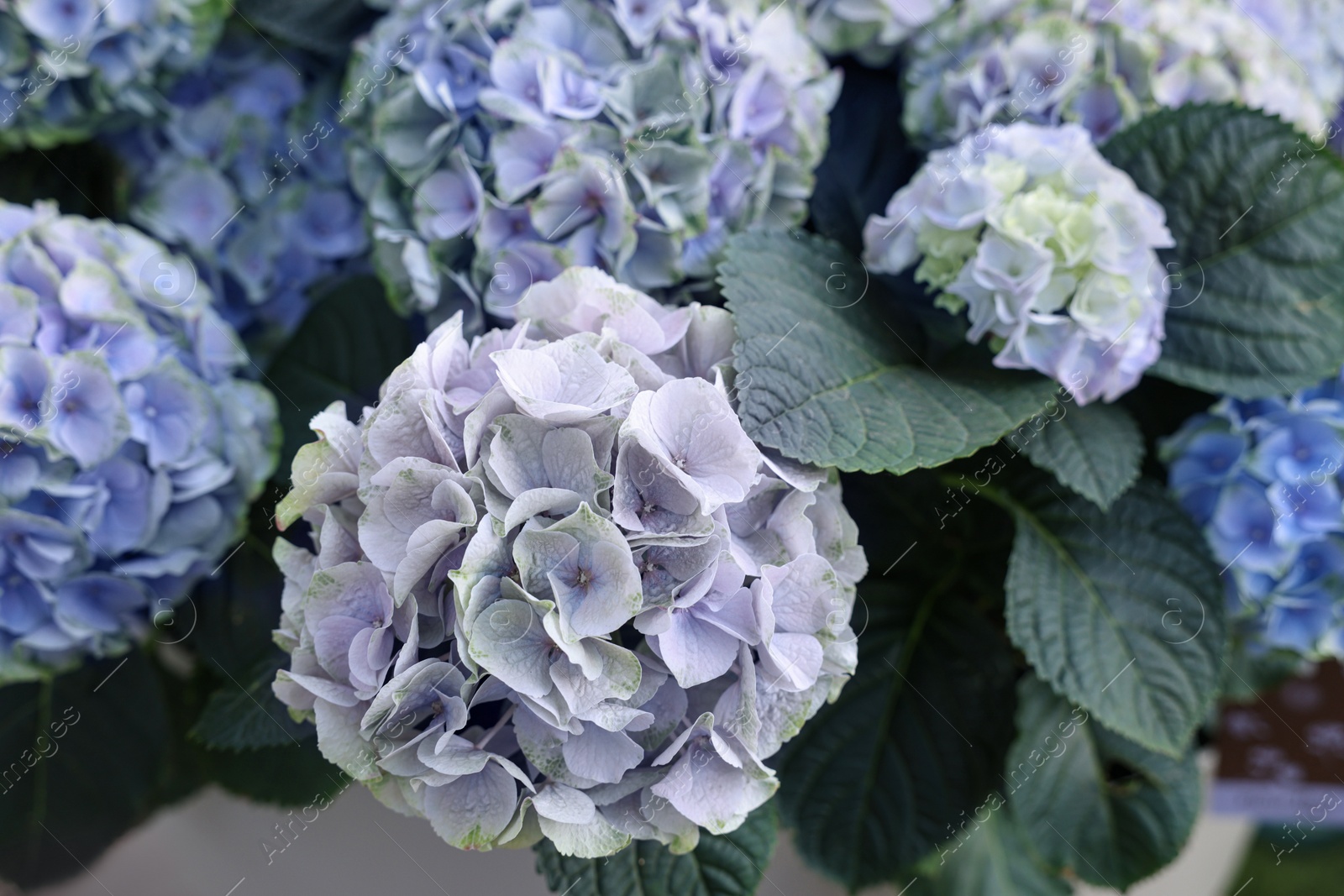 Photo of Beautiful hydrangea plant with lilac flowers as background, closeup