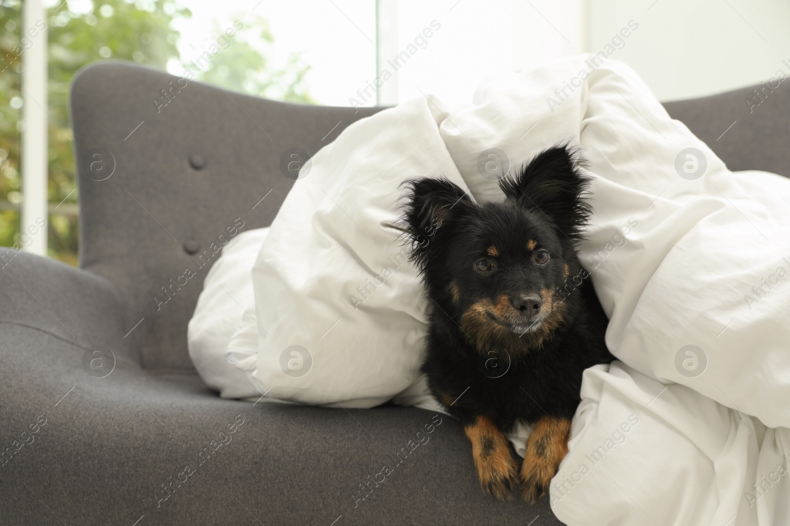 Photo of Adorable dog covered with blanket on sofa at home