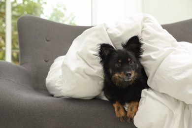 Photo of Adorable dog covered with blanket on sofa at home