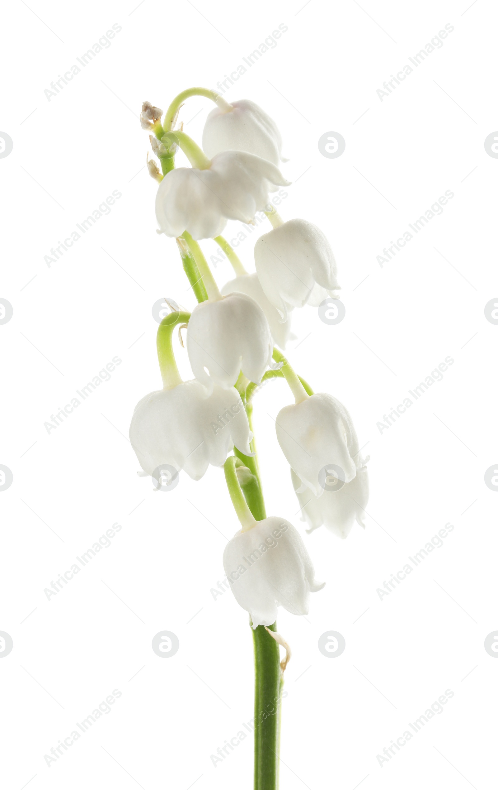 Photo of Beautiful lily of the valley isolated on white