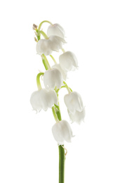 Photo of Beautiful lily of the valley isolated on white