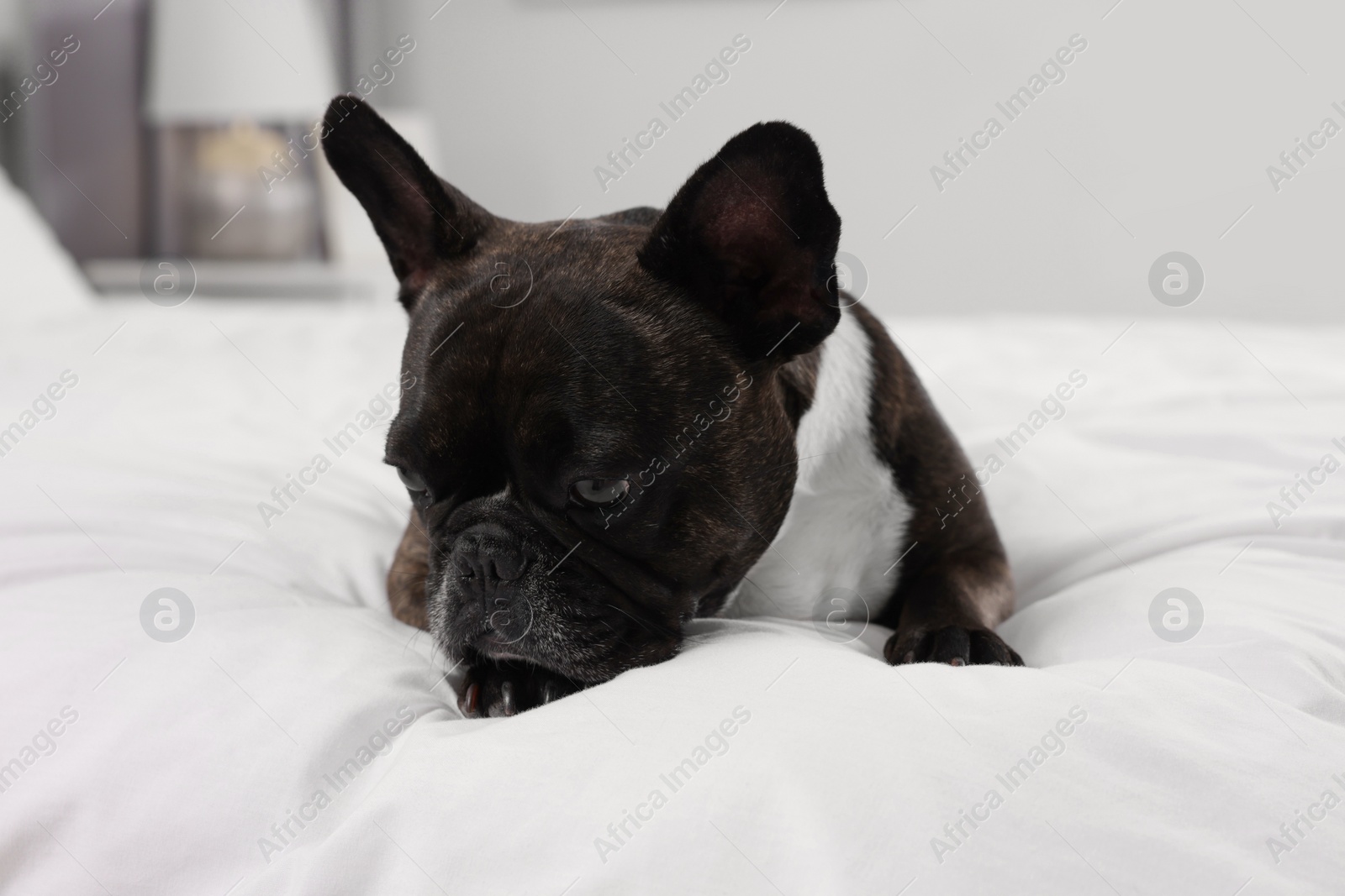 Photo of Adorable French Bulldog lying on bed indoors. Lovely pet