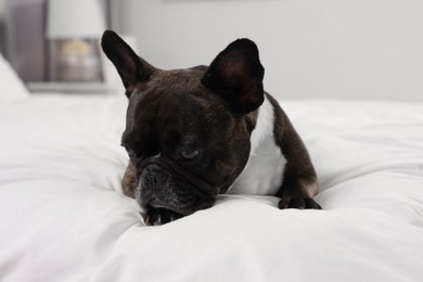 Adorable French Bulldog lying on bed indoors. Lovely pet