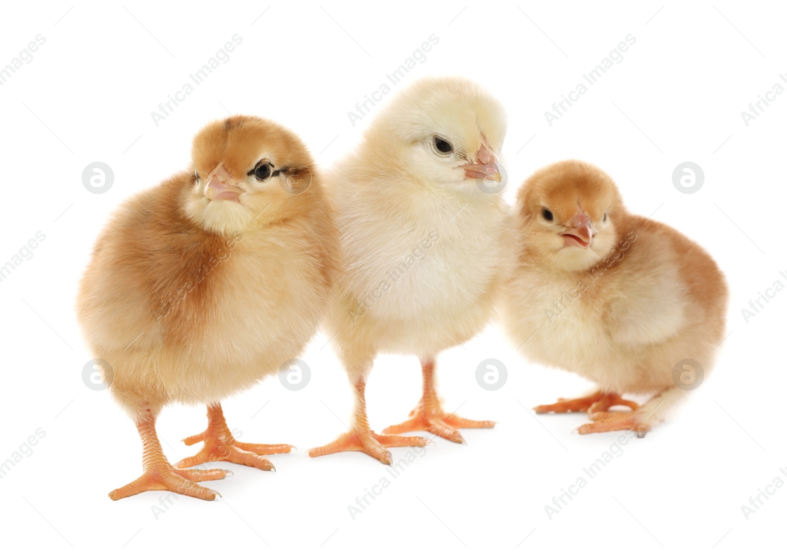 Photo of Three cute fluffy chickens on white background