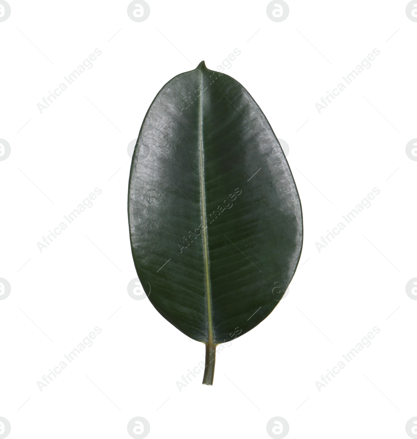 Photo of Fresh green leaf of Ficus elastica plant isolated on white