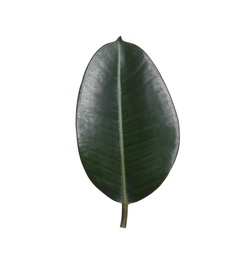 Photo of Fresh green leaf of Ficus elastica plant isolated on white