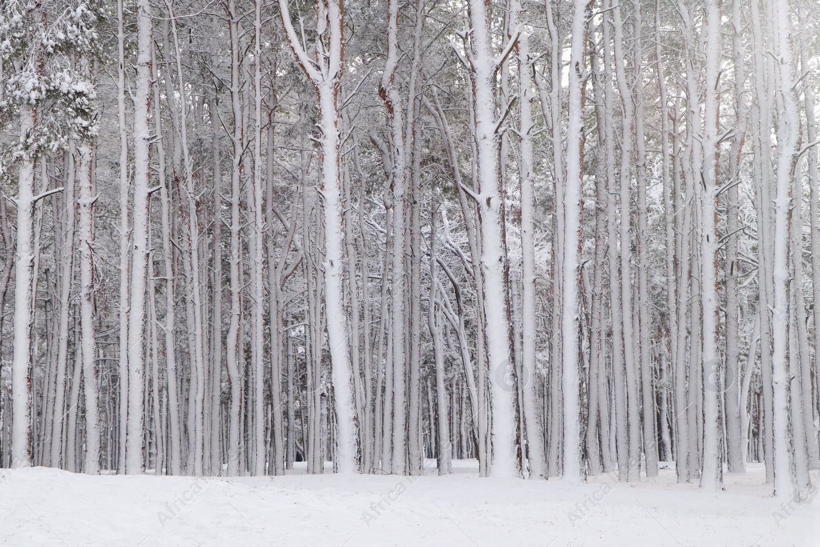 Photo of Picturesque view of beautiful forest covered with snow