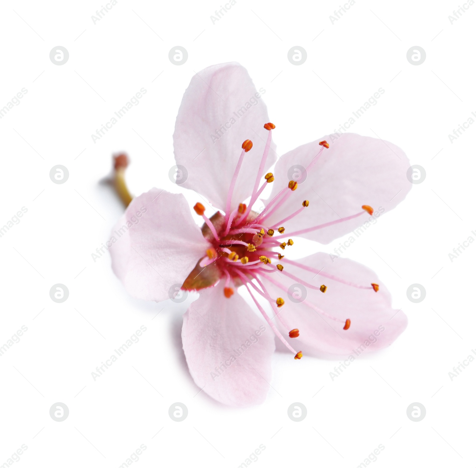 Photo of Beautiful blossoming flower on white background