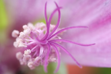 Photo of Beautiful flower with pink pistils as background, macro view