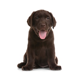 Chocolate Labrador Retriever puppy on white background