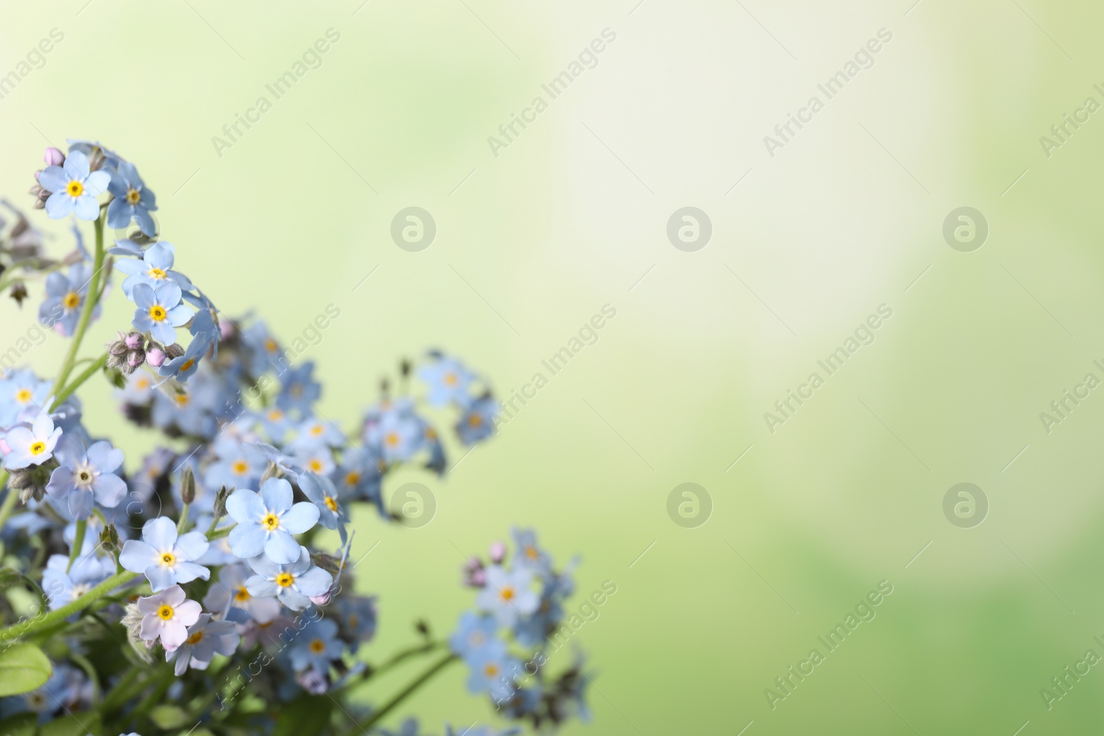 Photo of Beautiful forget-me-not flowers against blurred green background, closeup. Space for text