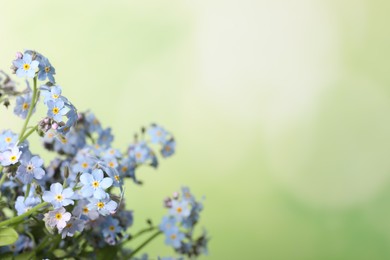 Beautiful forget-me-not flowers against blurred green background, closeup. Space for text