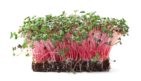 Fresh organic microgreen in soil on white background