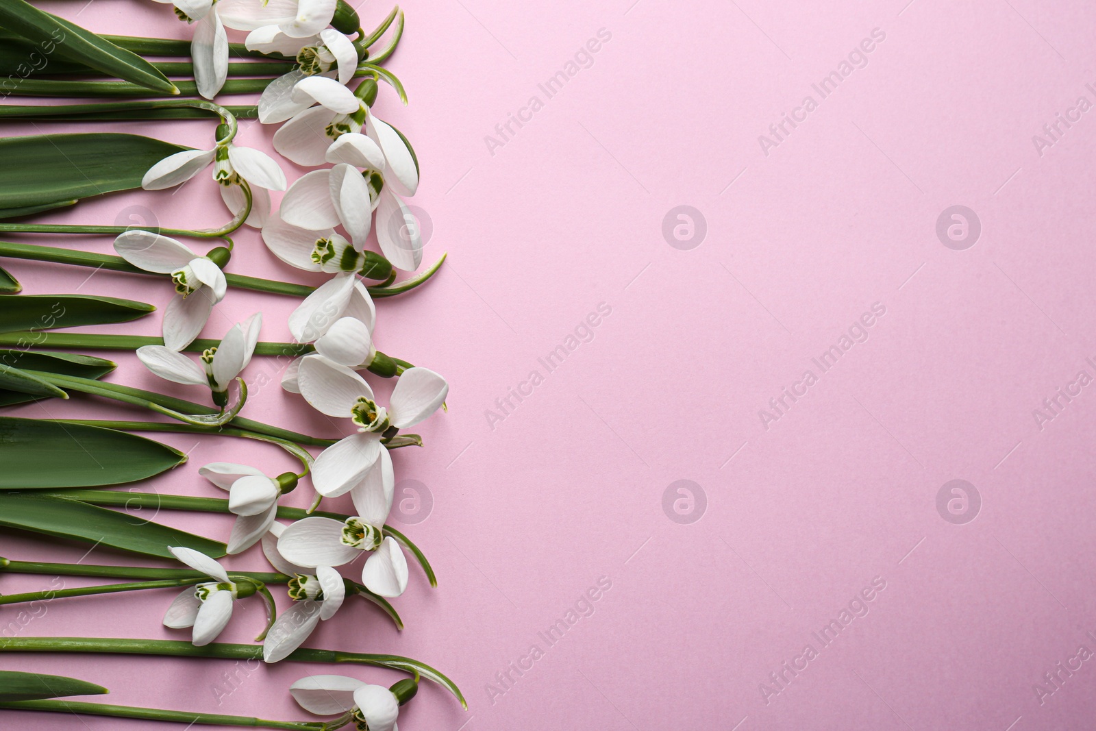 Photo of Beautiful snowdrops on pink background, flat lay. Space for text