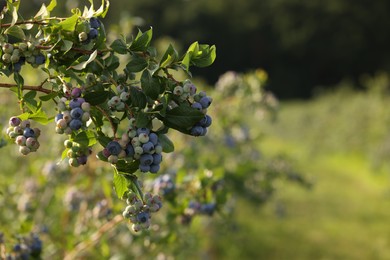 Photo of Wild blueberries growing outdoors, space for text. Seasonal berries