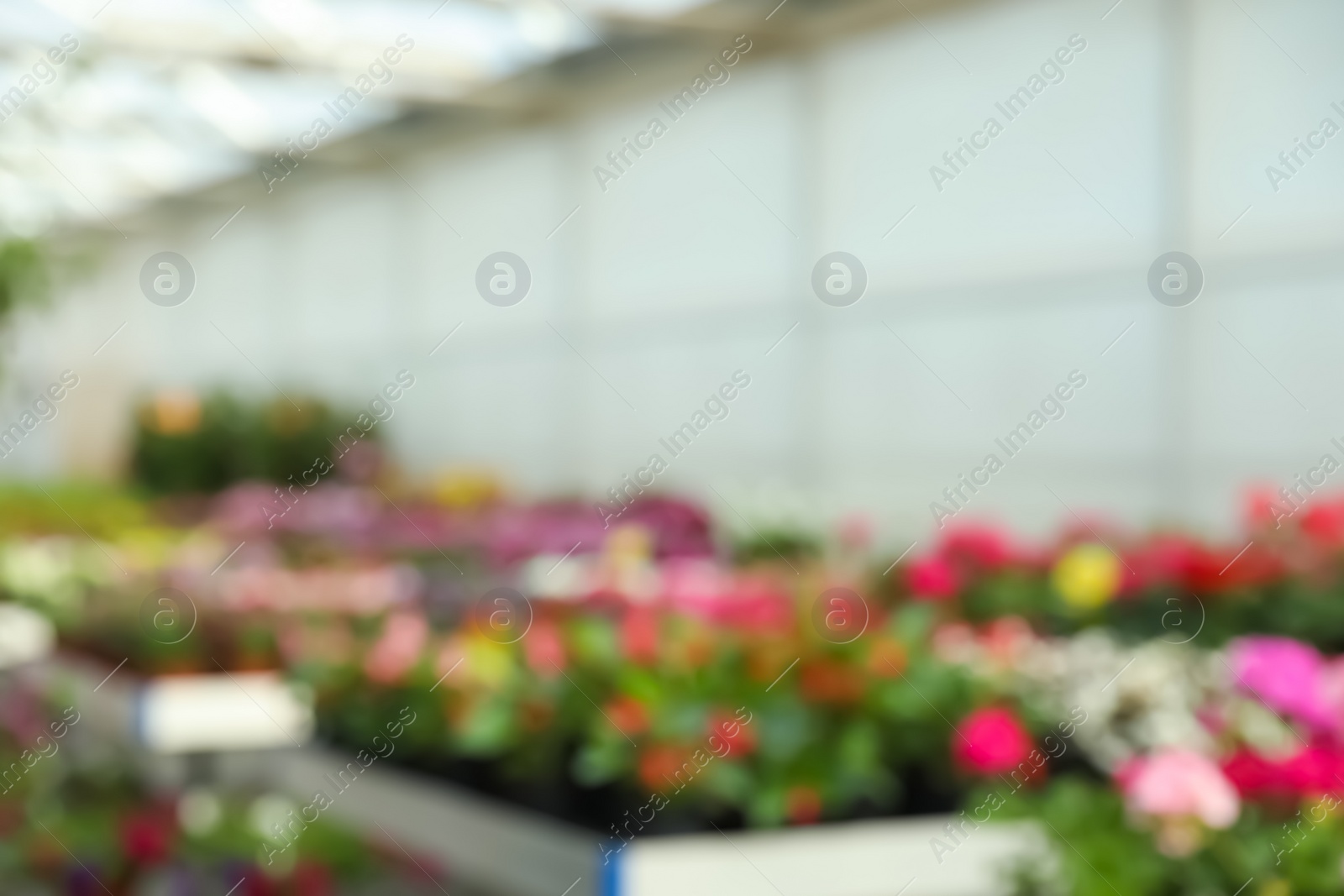 Photo of Blurred view of garden center with many different blooming plants