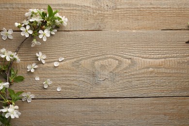 Photo of Spring branch with beautiful blossoms, leaves and petals on wooden table, top view. Space for text