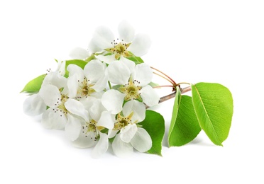 Beautiful flowers of blooming spring tree on white background